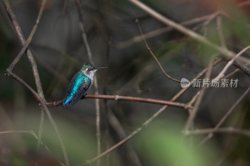 蜜蜂蜂鸟，Zunzuncito o Pajaro mosca， (Calypte helenae)， Colibri d'Éléna。